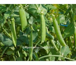 Erwt - doperwt, Wunder von Kelvedon *