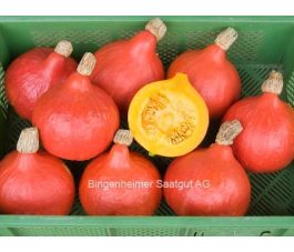 Potimarron - Red Kuri (Hokkaido) - BIODYNAMIQUE