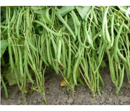 Boon - stamslaboon, Domino *