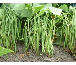 Haricot nain - Faraday - BIO