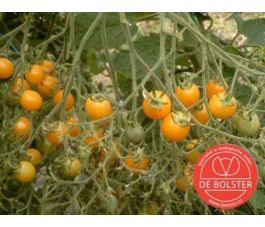 Tomate cerise- Yellow Clementine - BIO