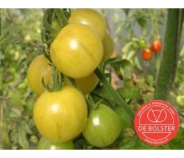 Tomate - Mirabelle Blanche - BIO