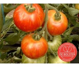 Tomate - Tigerella Bicolore - BIO