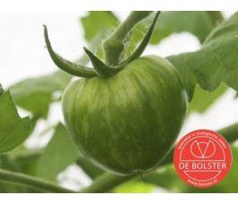 Tomate - Green Zebra - BIO