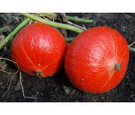 Potimarron - Solor - BIO