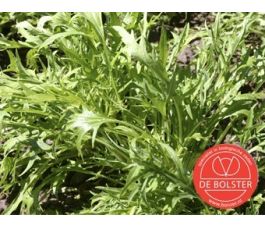 Salade asiatique - Mizuna - BIO