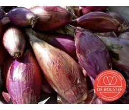 Oignon - Red Long of Florence - BIO