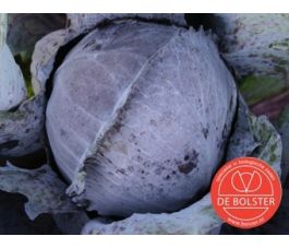 Chou rouge - Langedijker Bewaar 2 - BIO
