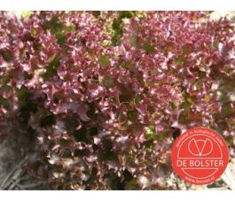 Laitue à couper - Lollo Rossa - BIO
