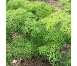 Moutarde de Chine - Golden Frills  - BIO