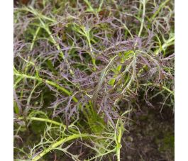 Moutarde de Chine - Purple Frills - BIO