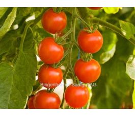 Tomate cerise - Zuckertraube - BIODYNAMIQUE
