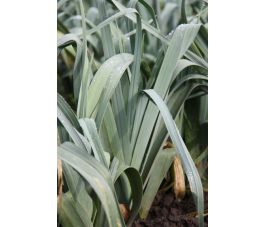 Poireau d'Hiver - Mechelse blauwgroene - selection De Akelei - BIO - Remise de 50 % pour cause de germination réduite