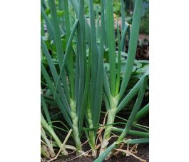 Ui - stengelui, Ishikura Long White *