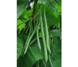 Haricot à rames - BIO
