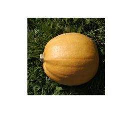 Courge - Melonnette Jaspée de Vendée - BIO