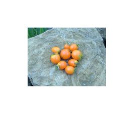 Tomate - Ida Gold - BIO