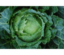 Chou de Milan - de Pontoise - BIO
