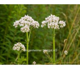 Valeriana officinalis - Valériane - BIODYNAMIQUE
