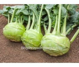 Chou-rave - Superschmelz - BIODYNAMIQUE