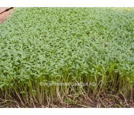 Cresson - Lepidium sativum - 20g - BIODYNAMIQUE