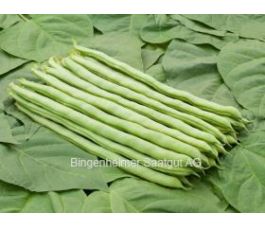 Haricot à rames - Neckarkönigin - BIODYNAMIQUE