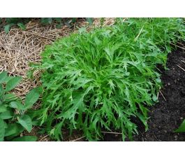 Salade Asia - Mizuna - BIODYNAMIQUE