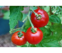 Tomate buissonante - Rotkäppchen - BIODYNAMIQUE