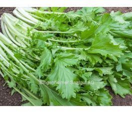 Navette d'été - Namenia - BIODYNAMIQUE