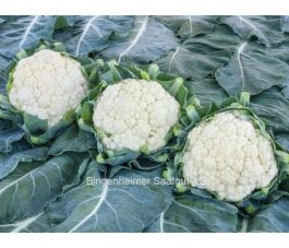 Kool - bloemkool, Neckarperle *bd