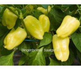 Poivron - Pusztagold - BIODYNAMIQUE