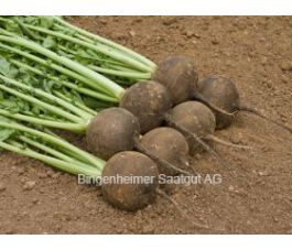 Radis rave - Runder schwarzer winter - BIODYNAMIQUE