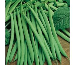 Haricot nain - Saxa - BIODYNAMIQUE