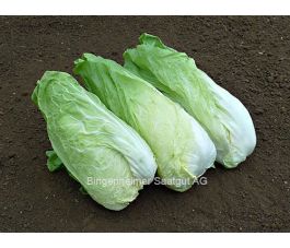 Chicorée sauvage - Zuckerhut - BIODYNAMISCH