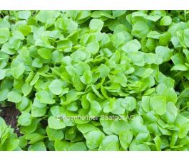 Pourpier d'hiver - BIODYNAMIQUE