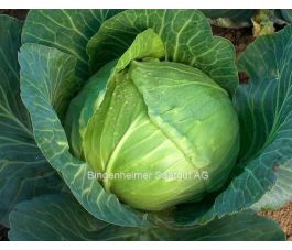 Chou blanc - Holsteiner platter - BIODYNAMIQUE - 50% de remise - germination réduite