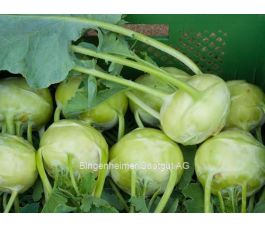 Chou-rave blanc - Orinoko (Noriko) - BIODYNAMIQUE