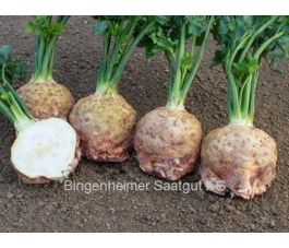 Céleri-rave - Mars - BIODYNAMIQUE