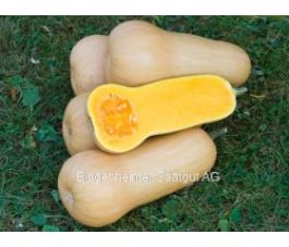 Courge - Butternut waltham - BIODYNAMIQUE