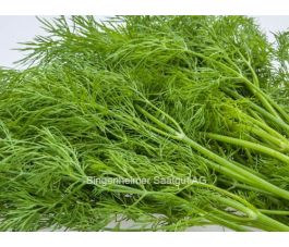 Anethum graveolens - Aneth - BIODYNAMIQUE