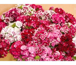 Dianthus barbatus - Oeillet d'inde du poète - BIODYNAMIQUE