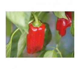 Poivron - Rosso - BIO
