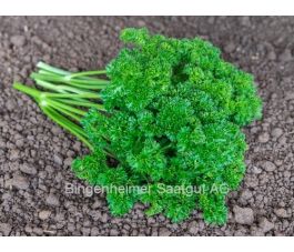 Persil - Grüne Perle 2 - BIODYNAMIQUE - 50% de remise pour cause de germination réduite