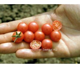 Tomate sauvage - Rote Murmel - BIODYNAMIQUE