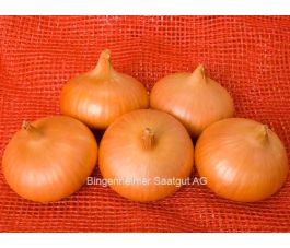 Oignon - Stuttgarter Riesen - BIODYNAMIQUE