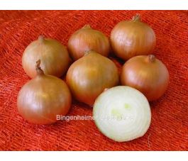 Oignon - Rijnsburg 5/Bajosta - BIODYNAMIQUE