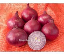 Oignon rouge - Robelja - BIO