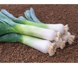 Poireau d'automne - Hannibal - BIODYNAMIQUE