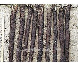 Scorsonère - Hoffmanns Schwarze Pfahl - BIODYNAMIQUE