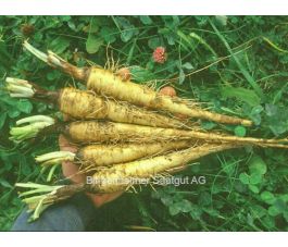 Salsifis blanc - BIODYNAMIQUE